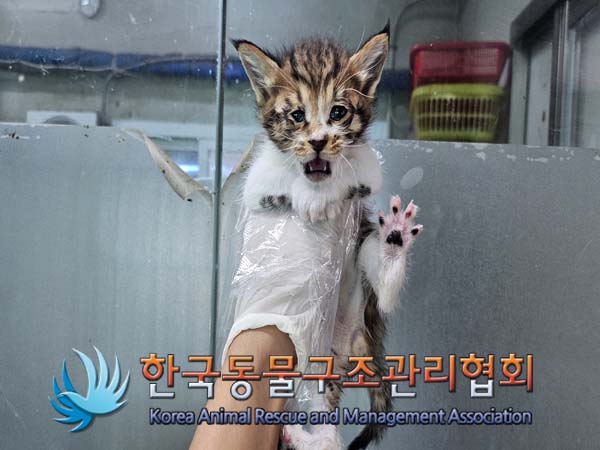 한국동물구조관리협회_411300202400395