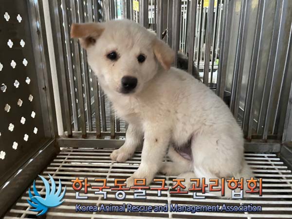 한국동물구조관리협회_441406202401543