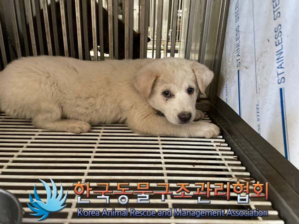 한국동물구조관리협회_441406202401542
