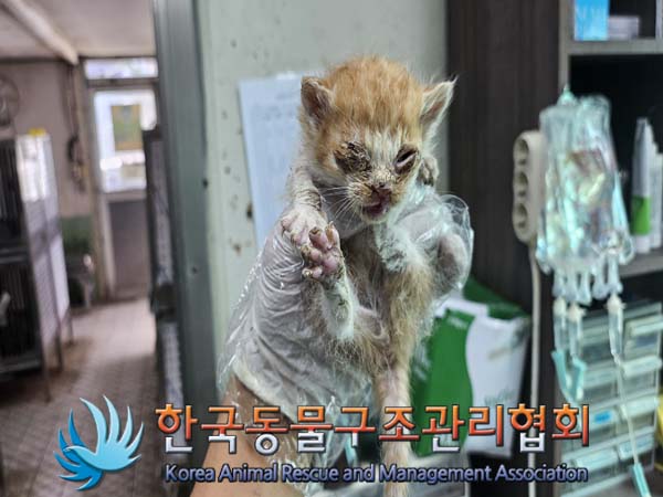 한국동물구조관리협회_411311202400696