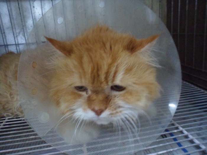 강현림동물병원_411320202400438