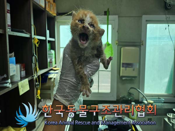 한국동물구조관리협회_411311202400695