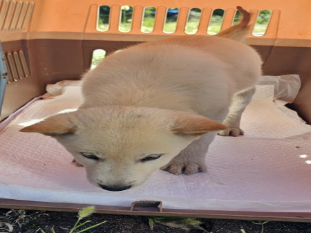 원주시동물보호센터_442419202400734