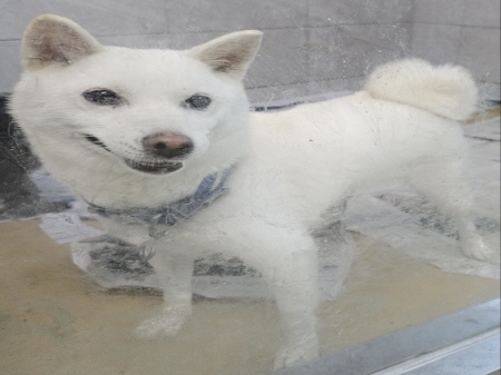 원주시동물보호센터_442419202400737