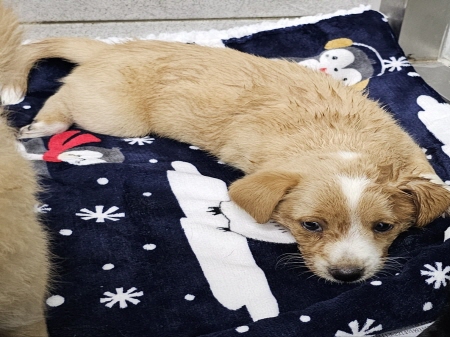 원주시동물보호센터_442419202400741