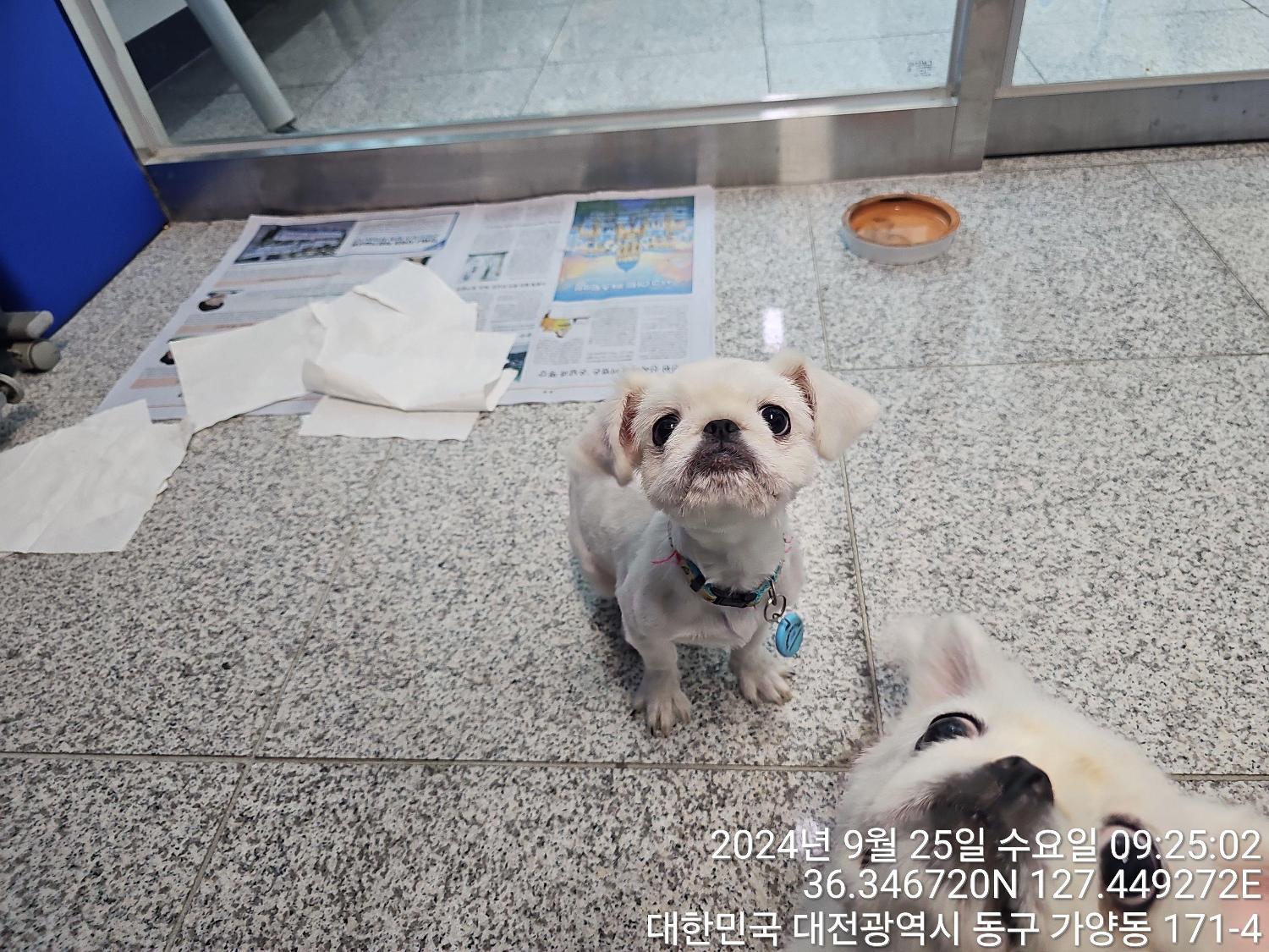 대전동물보호센터_430364202400743