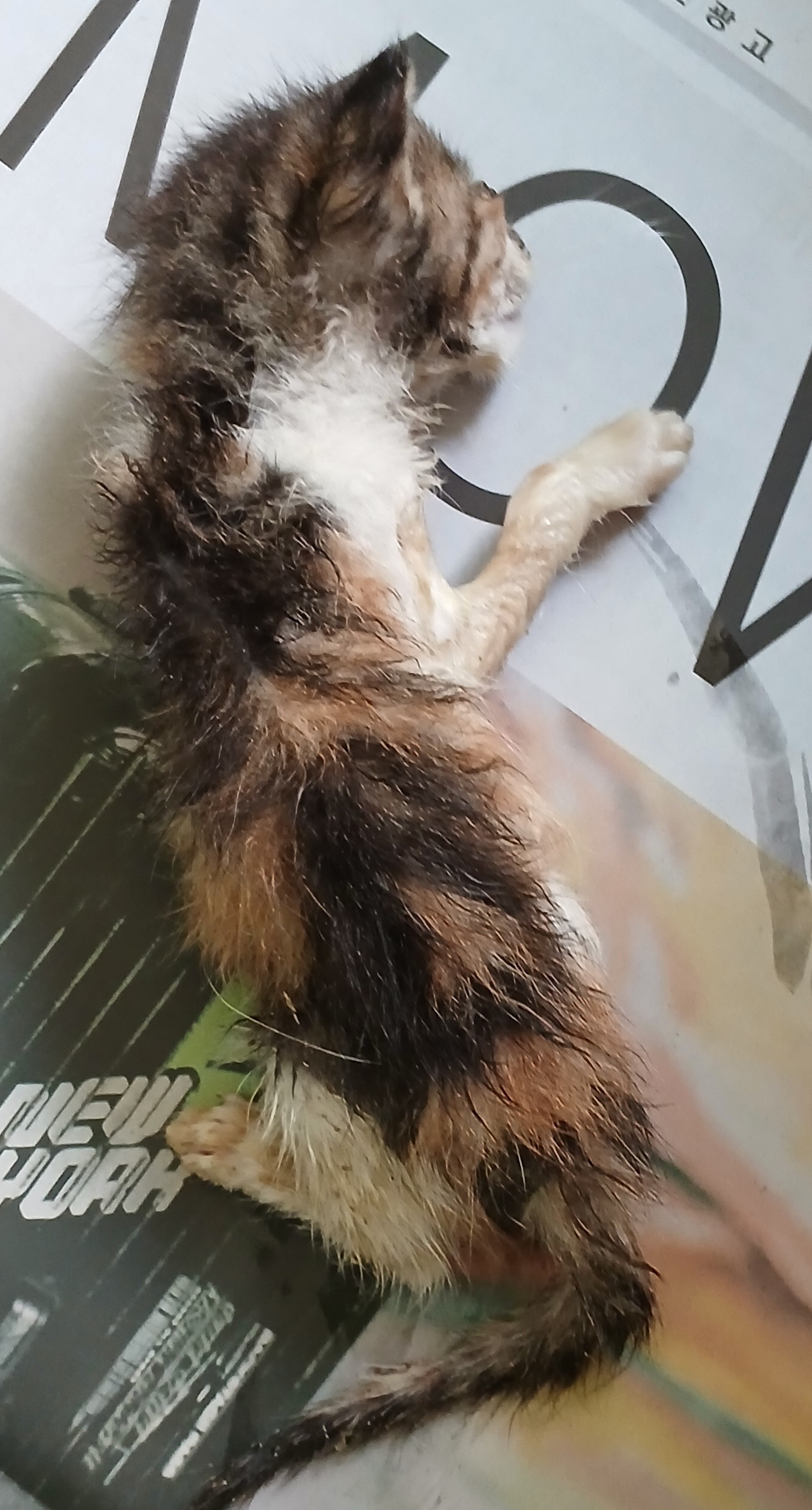 대구유기동물보호협회_427347202400829