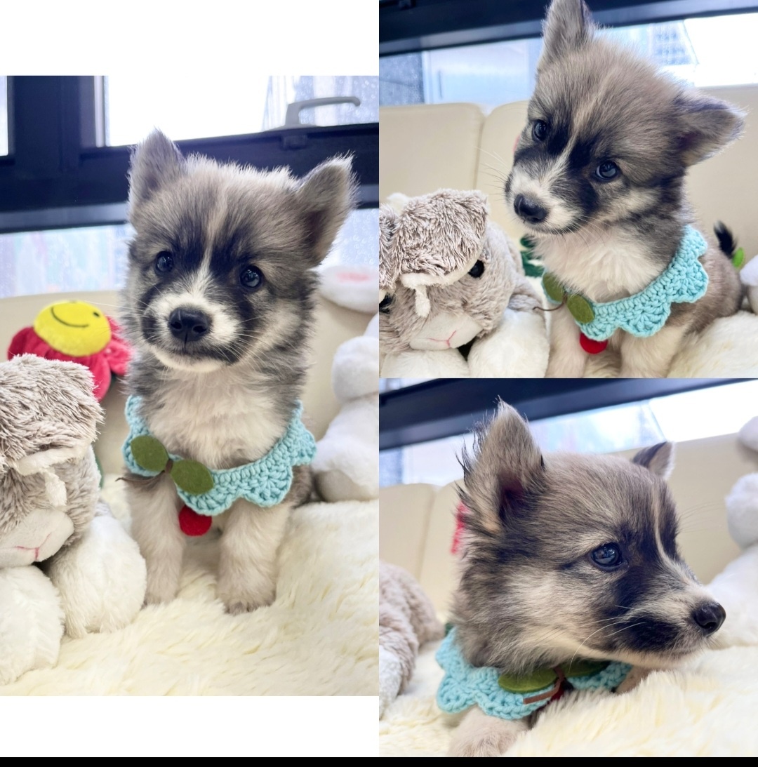 경주동물사랑보호센터_447505202401099