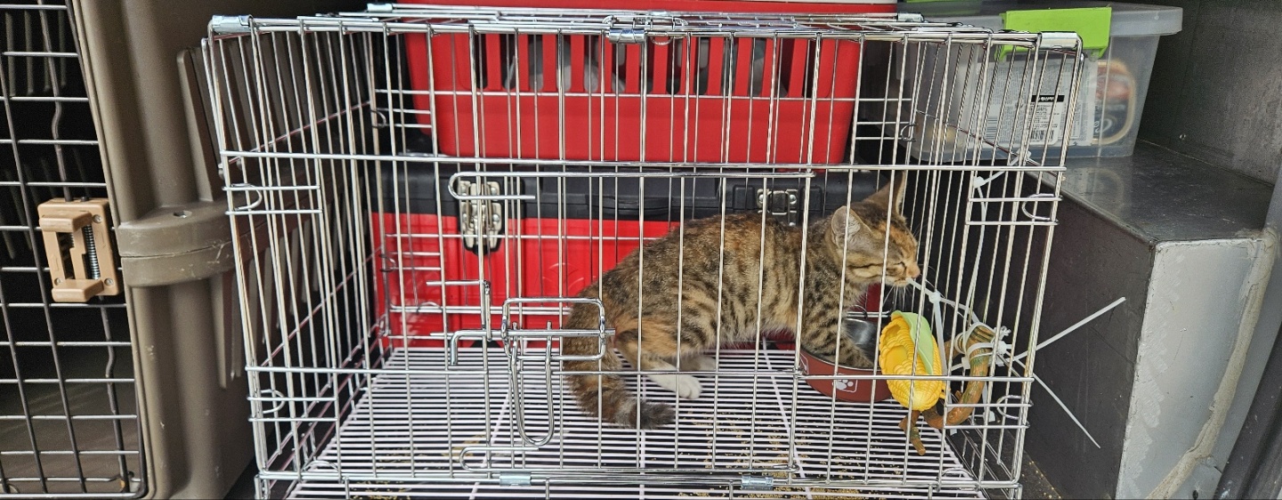 보호중 한국 고양이…