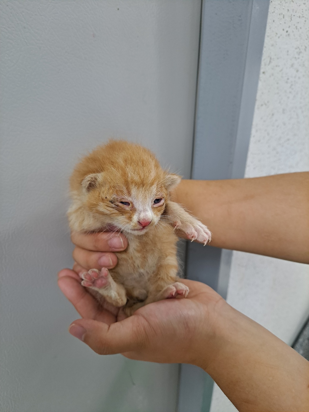 강릉시 동물사랑센터_442420202400510