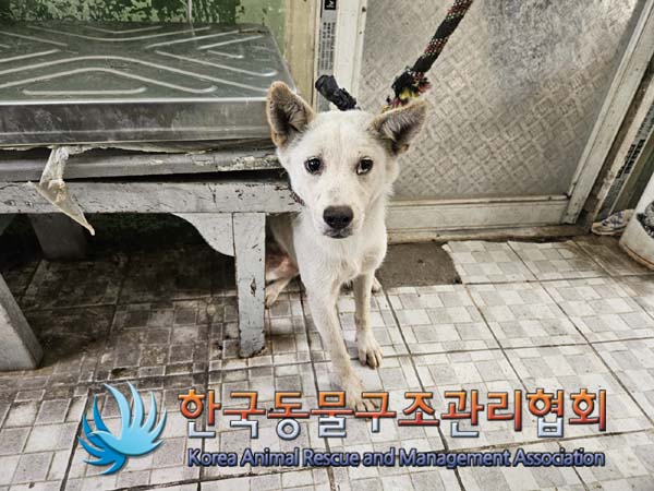 종료(자연사) 믹스…