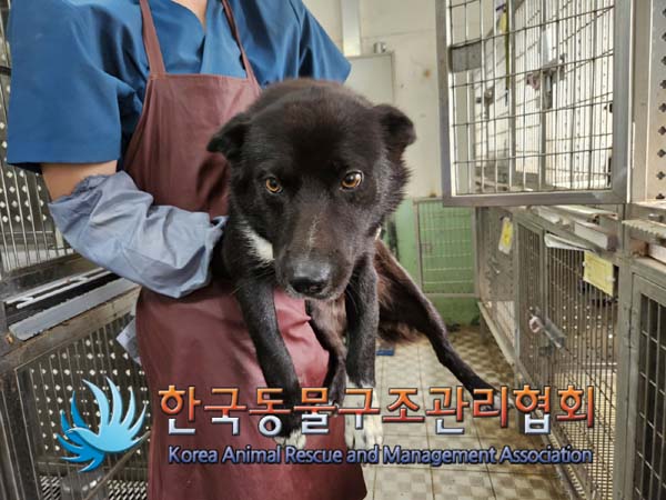 한국동물구조관리협회_441409202401435