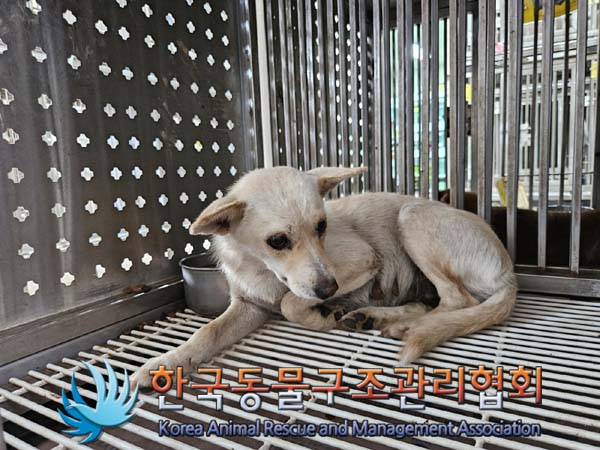 한국동물구조관리협회_441559202400976