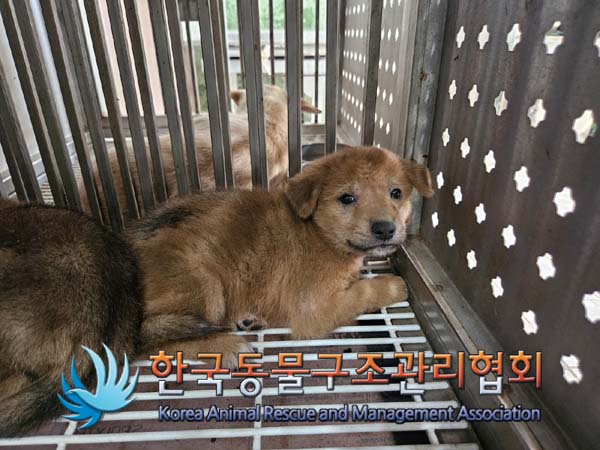종료(자연사) 믹스…