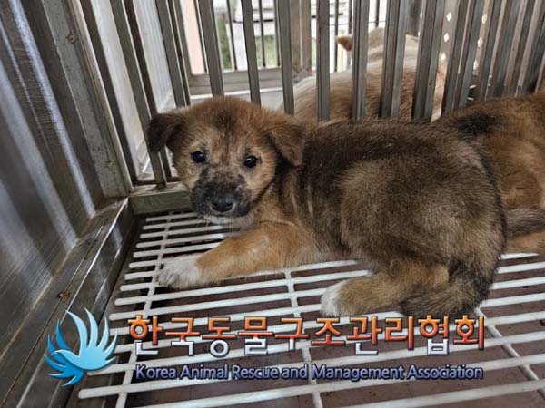 한국동물구조관리협회_411317202400317