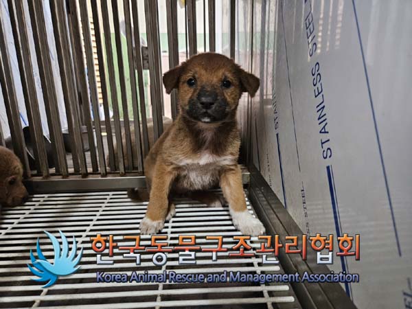 한국동물구조관리협회_411317202400319