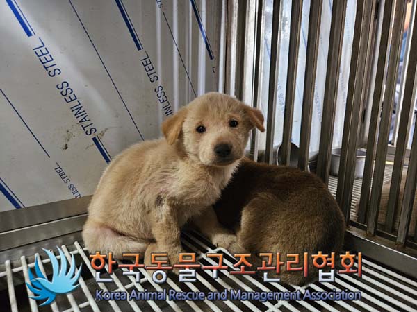 한국동물구조관리협회_411317202400320
