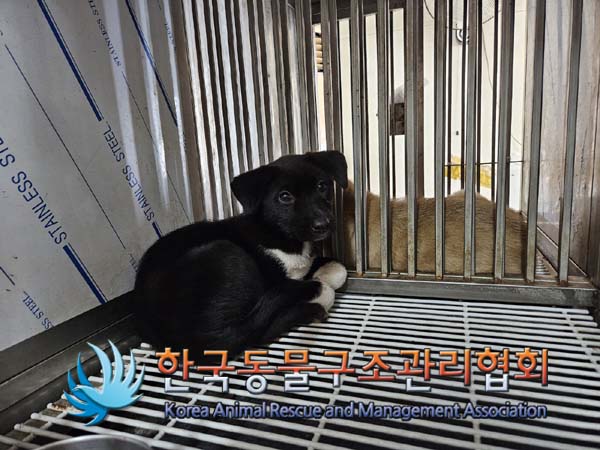 보호중 믹스견의 가…