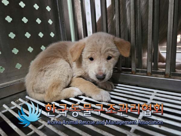 종료(안락사) 믹스…