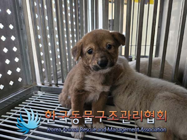 한국동물구조관리협회_411317202400324