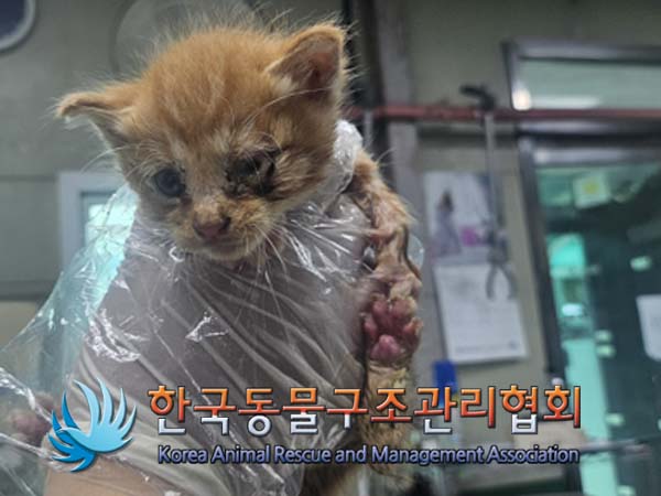 한국동물구조관리협회_411309202400281
