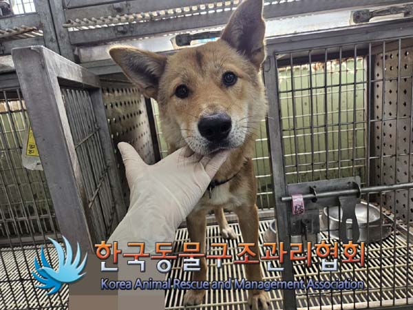 종료(안락사) 믹스…
