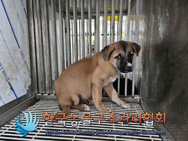 종료(자연사) 믹스…