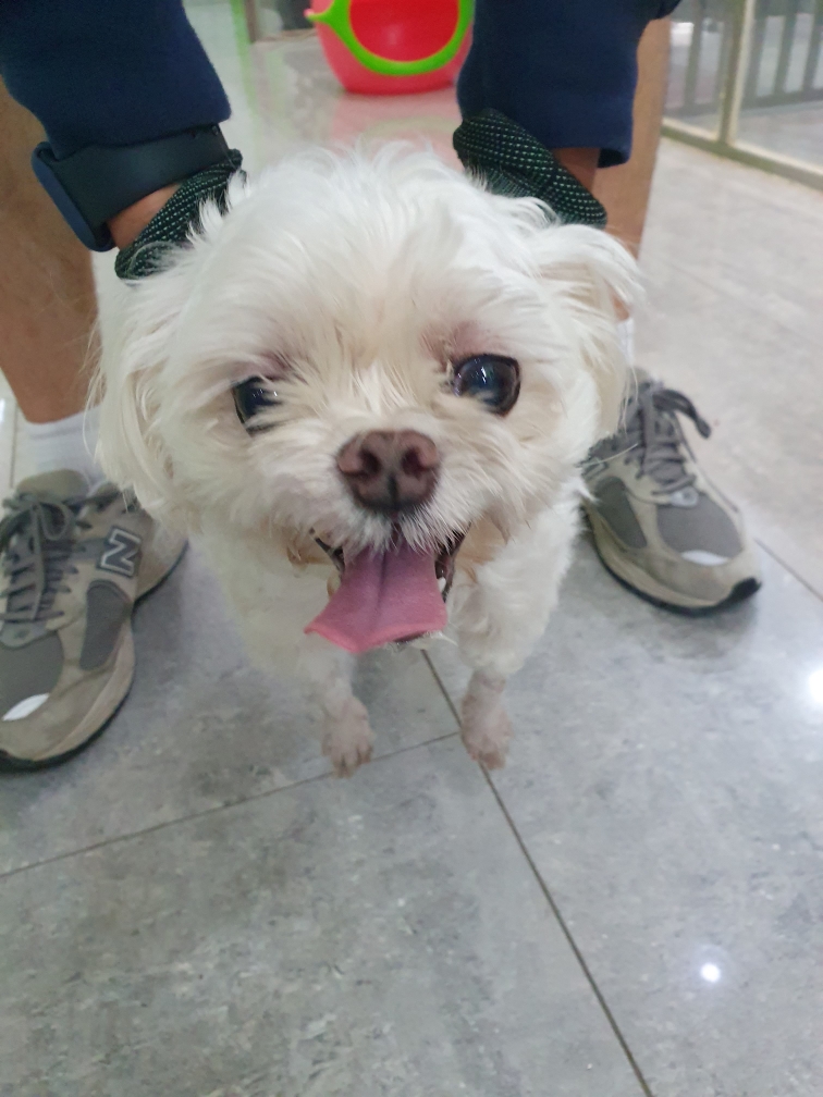 펫앤쉘터동물병원_441378202401194