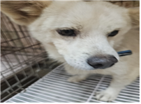 유기동물및관리협회_448535202401207