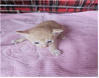 종료(자연사) 한국…