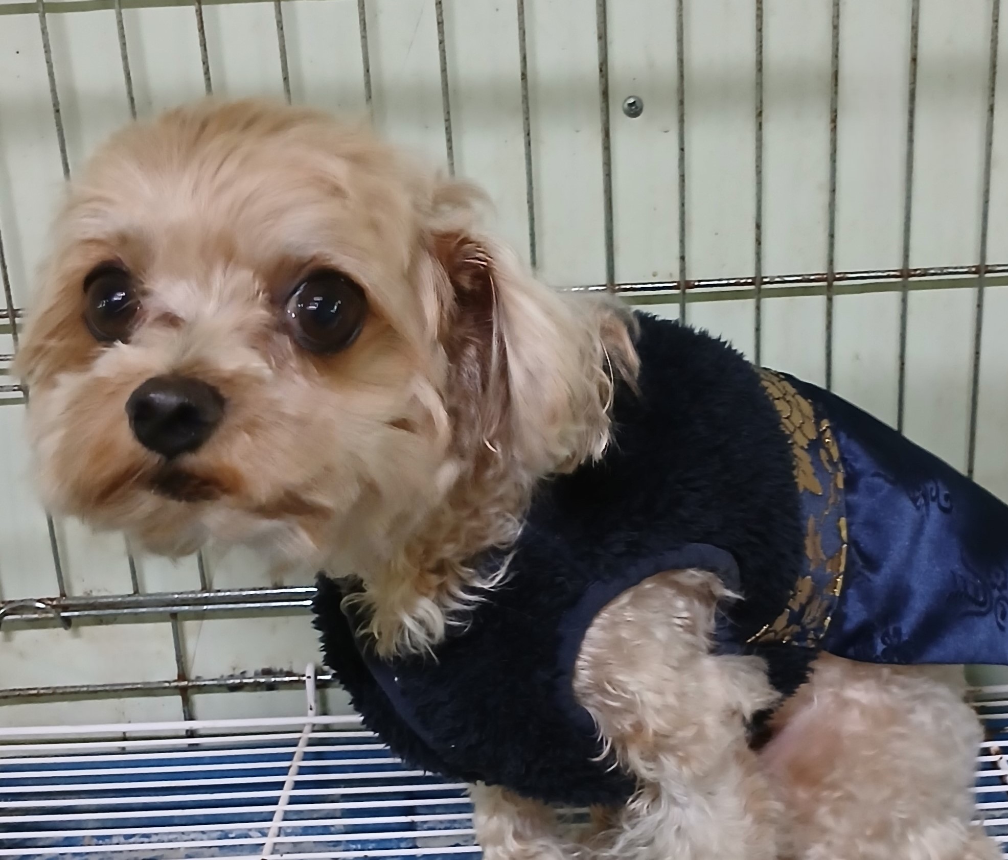 대구유기동물보호센터_427342202400844