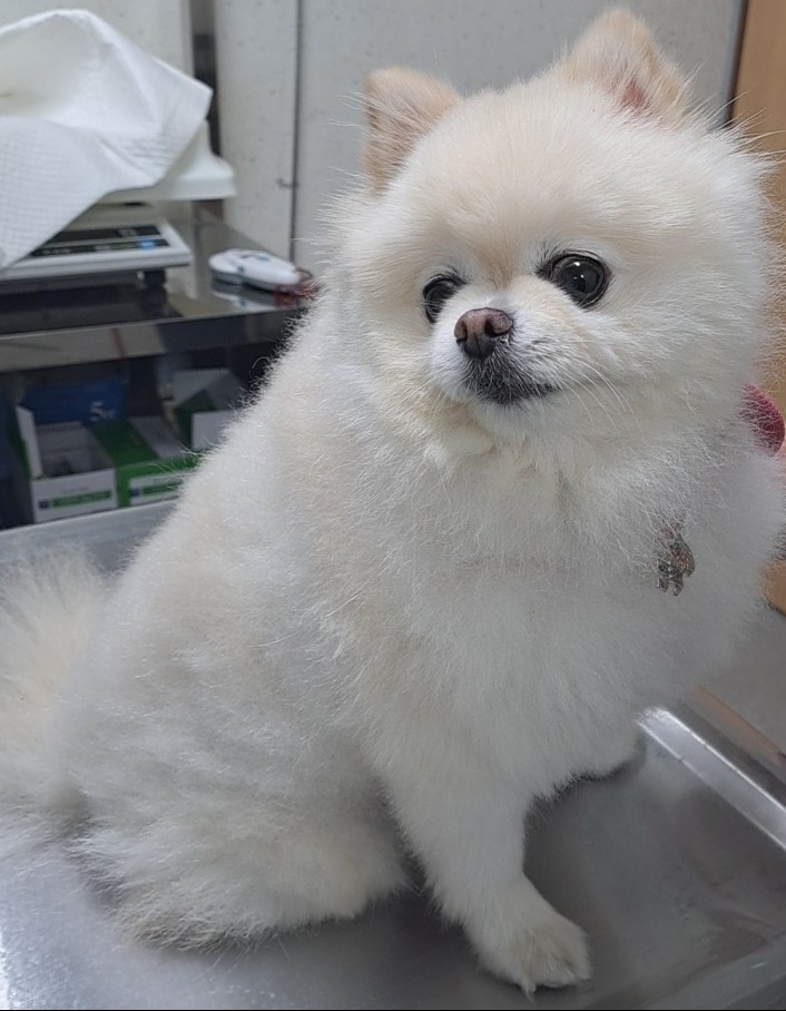 수원시 동물보호센터_441374202401183