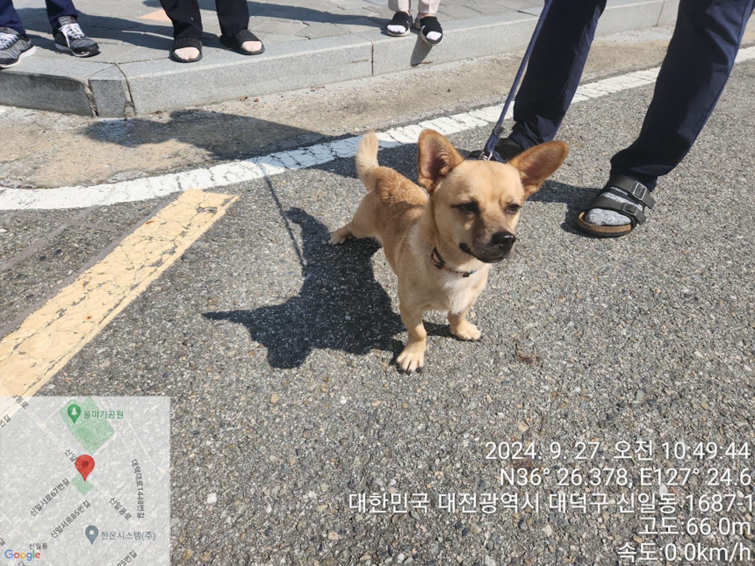 대전동물보호센터_430368202400403