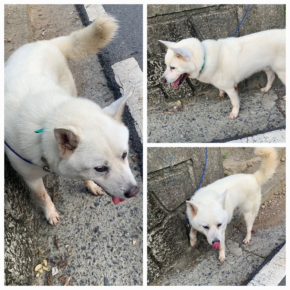 유기동물보호소_446481202401041