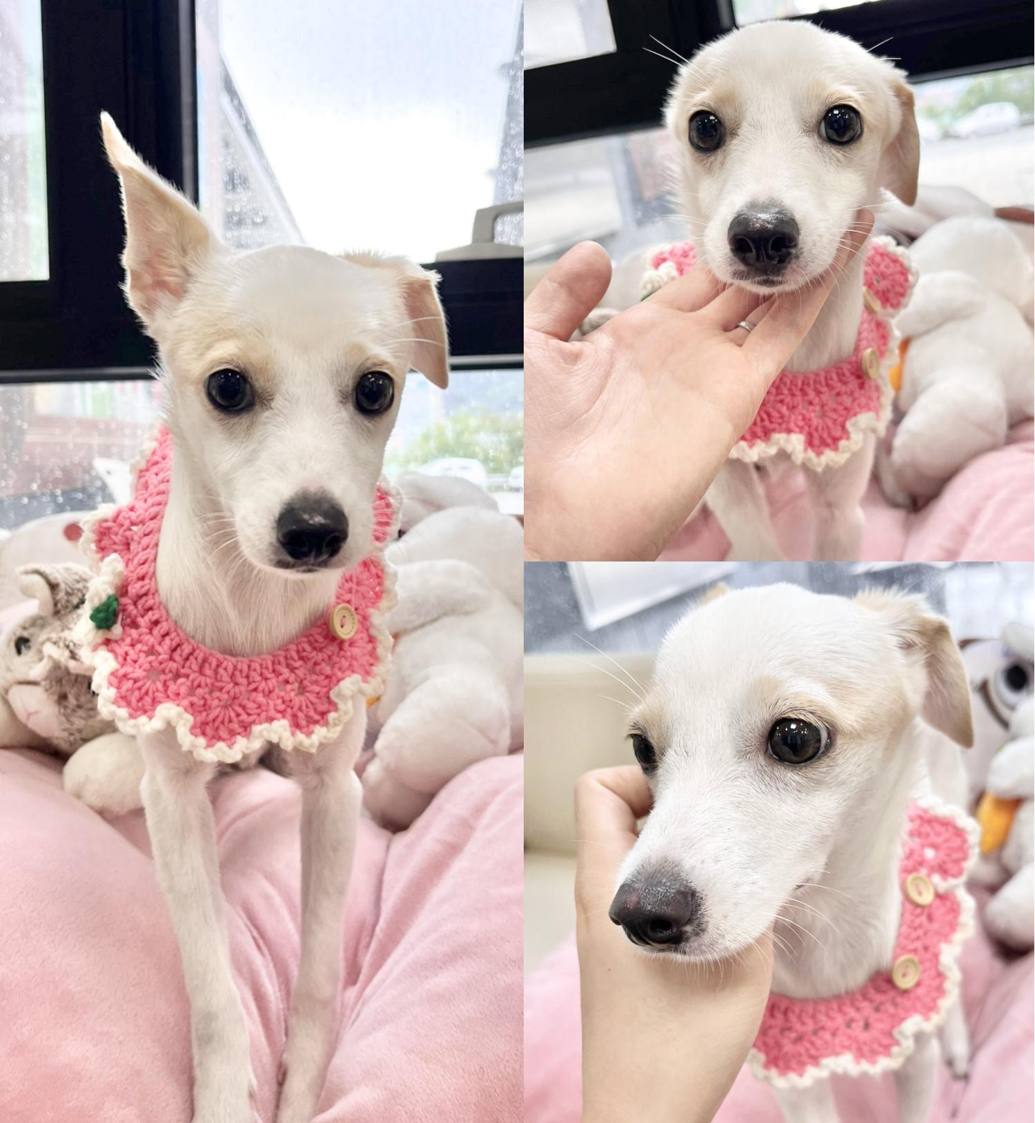 경주동물사랑보호센터_447505202401105