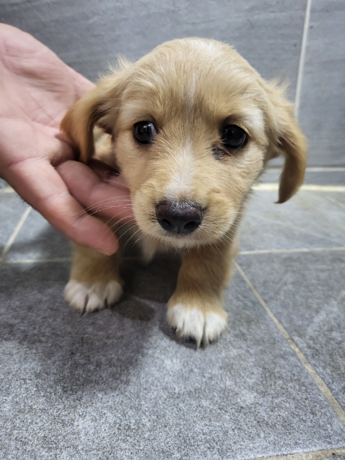 이성준동물병원_441408202401483