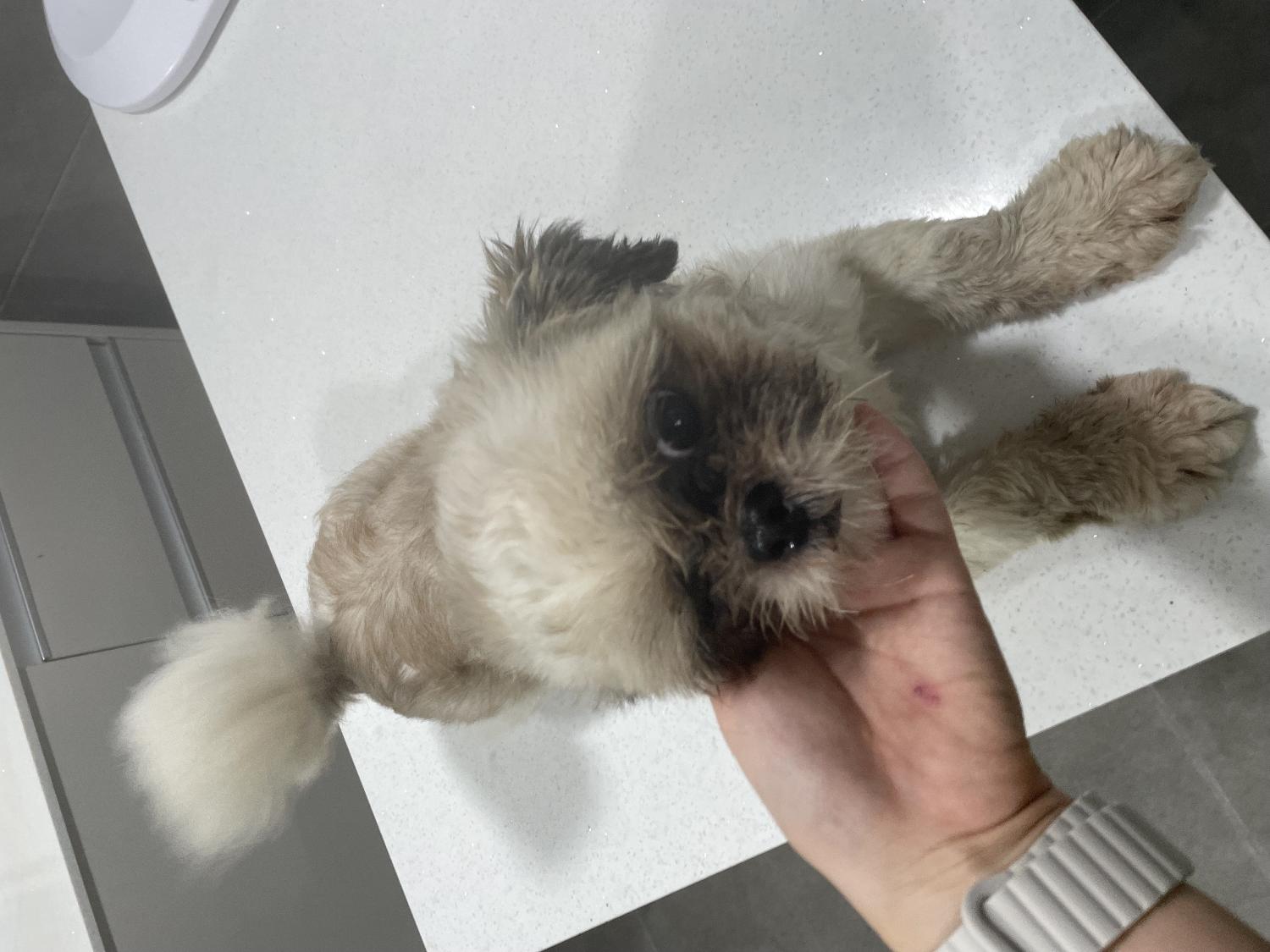 링크늘푸른동물병원_445464202402851