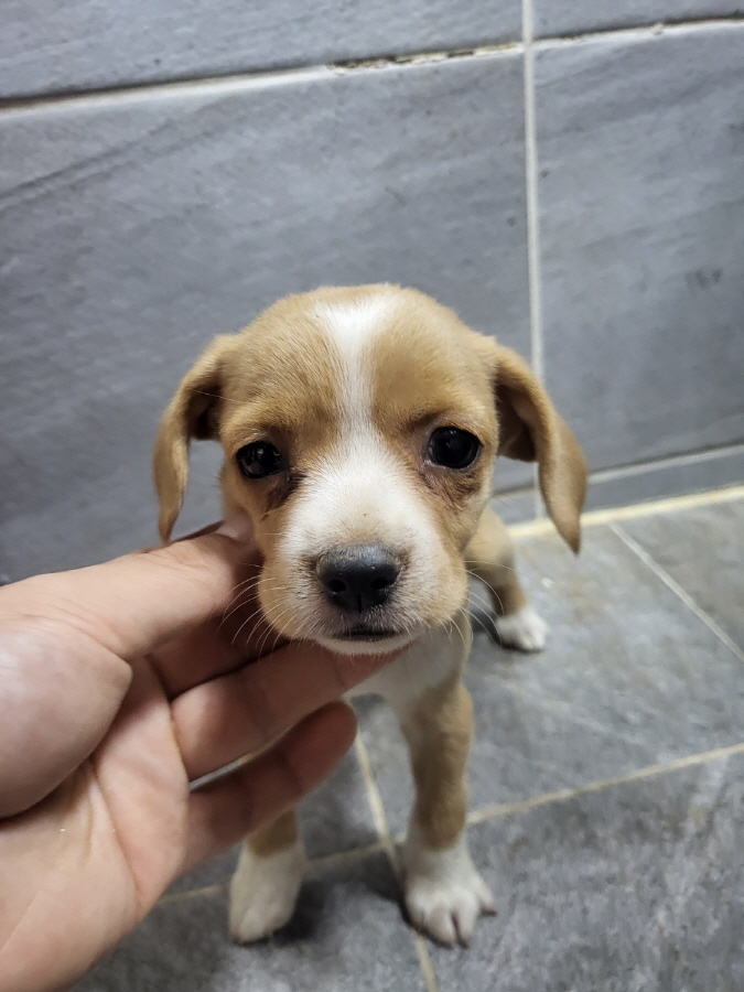이성준동물병원_441408202401478