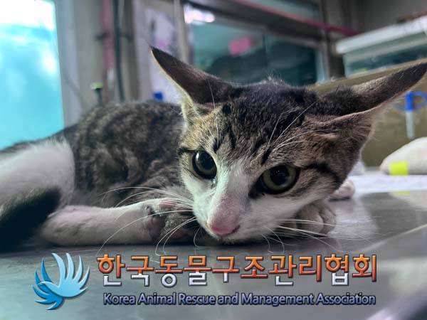 한국동물구조관리협회_411312202400783