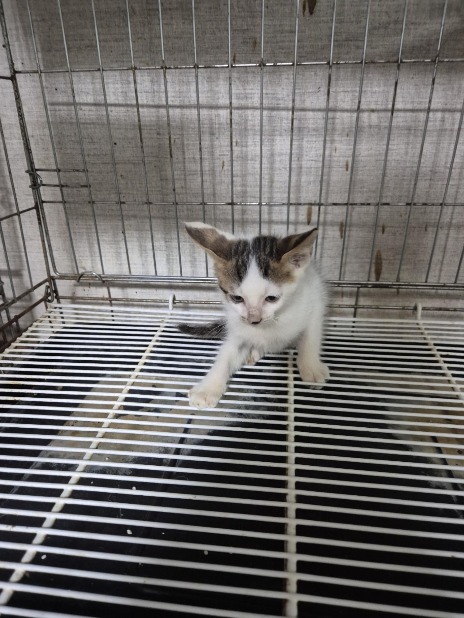 종료(자연사) 한국…