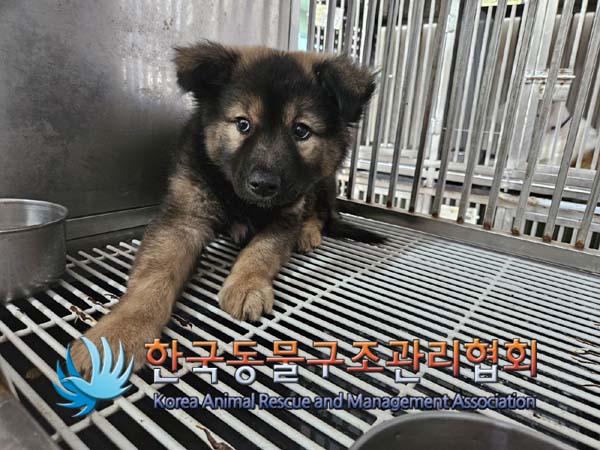 한국동물구조관리협회_411312202400782