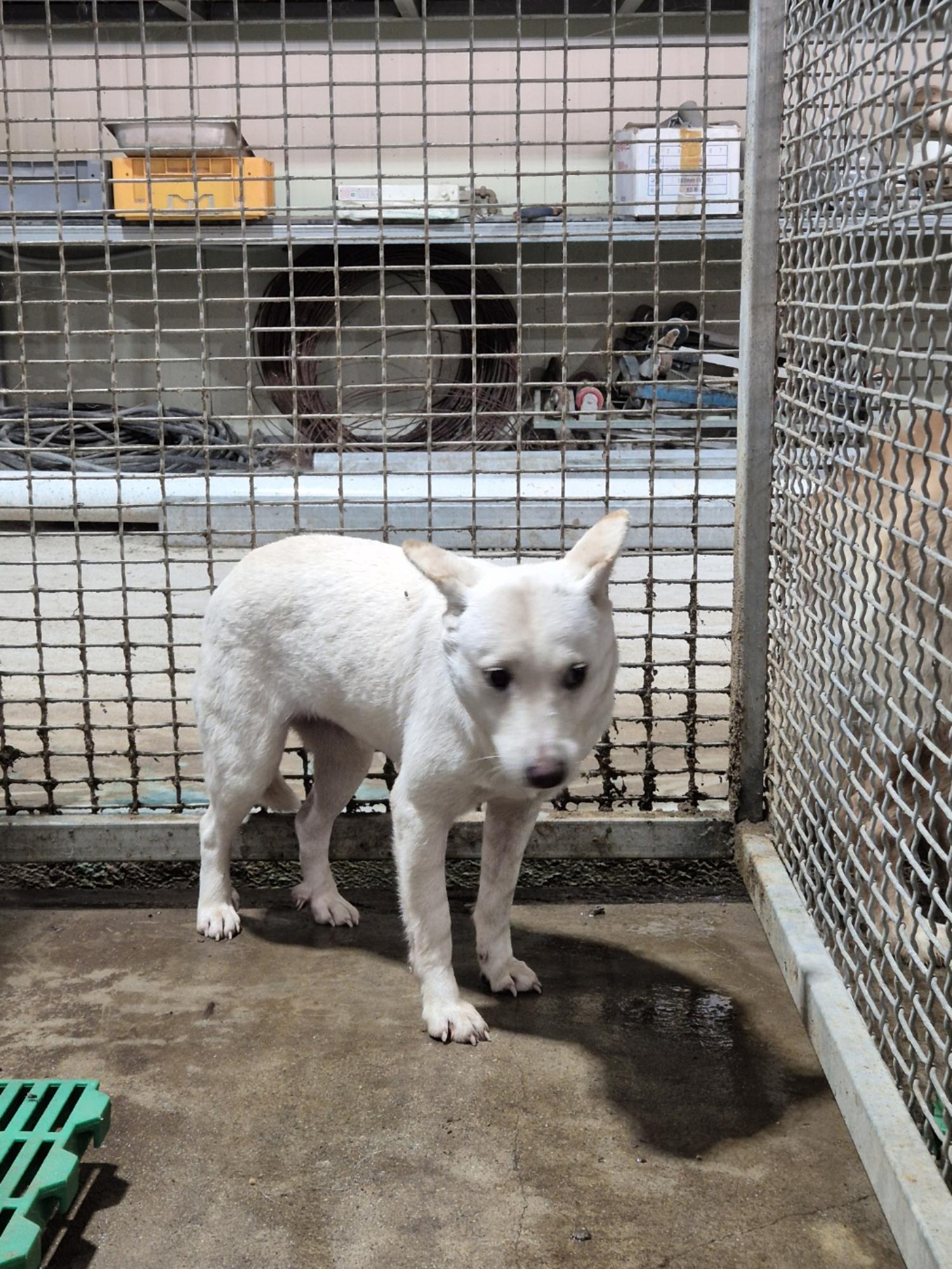 남양동물보호센터_441553202403098