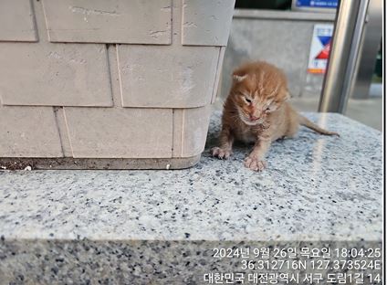 종료(자연사) 한국…