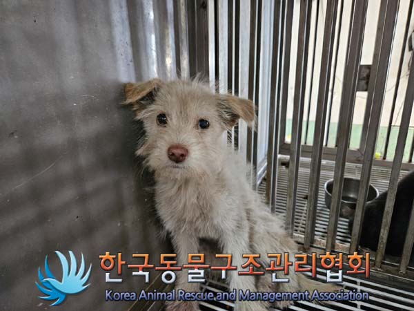 한국동물구조관리협회_441409202401438