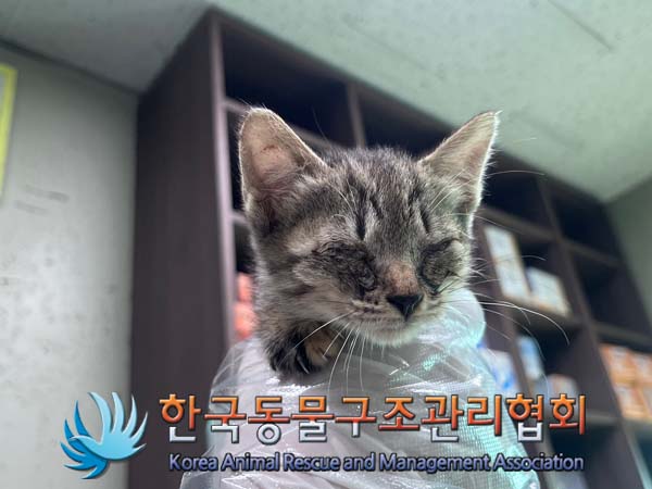 한국동물구조관리협회_411311202400713