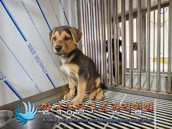한국동물구조관리협회_441406202401571
