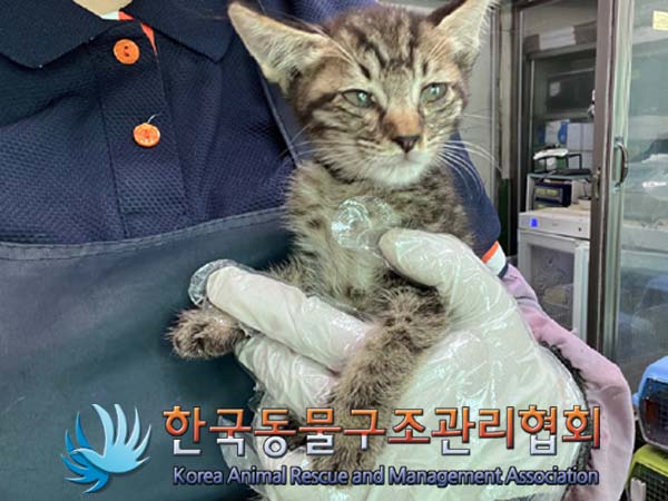 한국동물구조관리협회_441409202401439