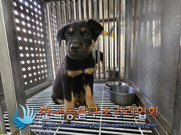 한국동물구조관리협회_441406202401570