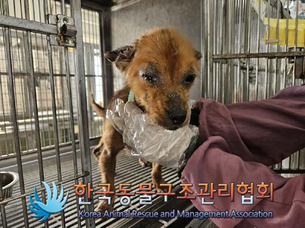 한국동물구조관리협회_441560202401188