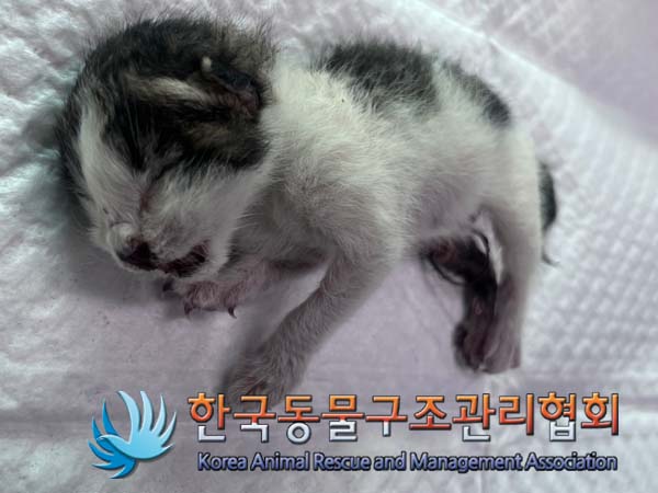 한국동물구조관리협회_411323202400981